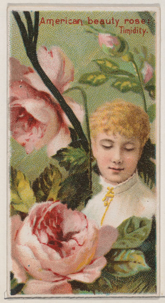 American Beauty Rose: Timidity, da série Floral Beauties and Language of Flowers N..., 1892. de Donaldson Brothers