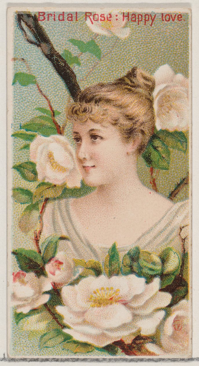 Bridal Rose: Happy Love, da série Floral Beauties and Language of Flowers N75 for..., 1892. de Donaldson Brothers