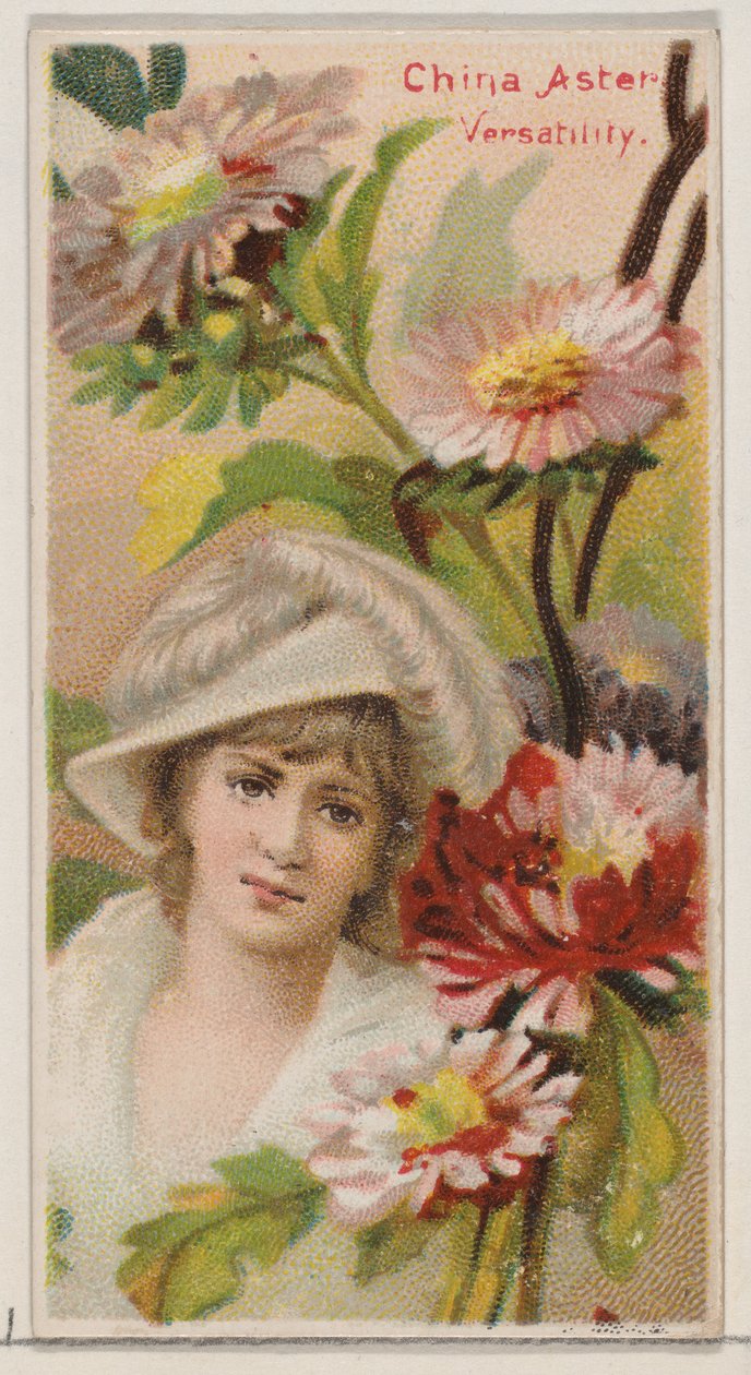 China Aster: Versatility, da série Floral Beauties and Language of Flowers N75 fo..., 1892. de Donaldson Brothers