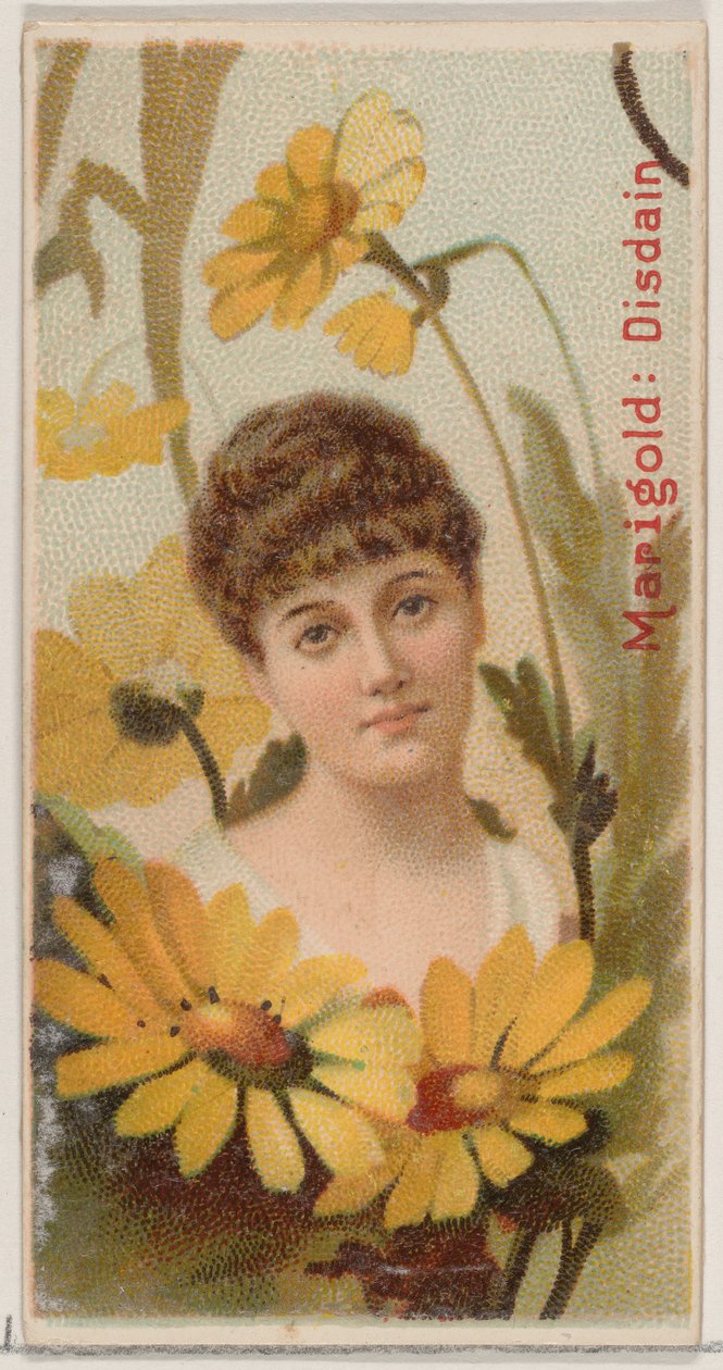 Marigold: Disdain, da série Floral Beauties and Language of Flowers N75 para Duke..., 1892. de Donaldson Brothers