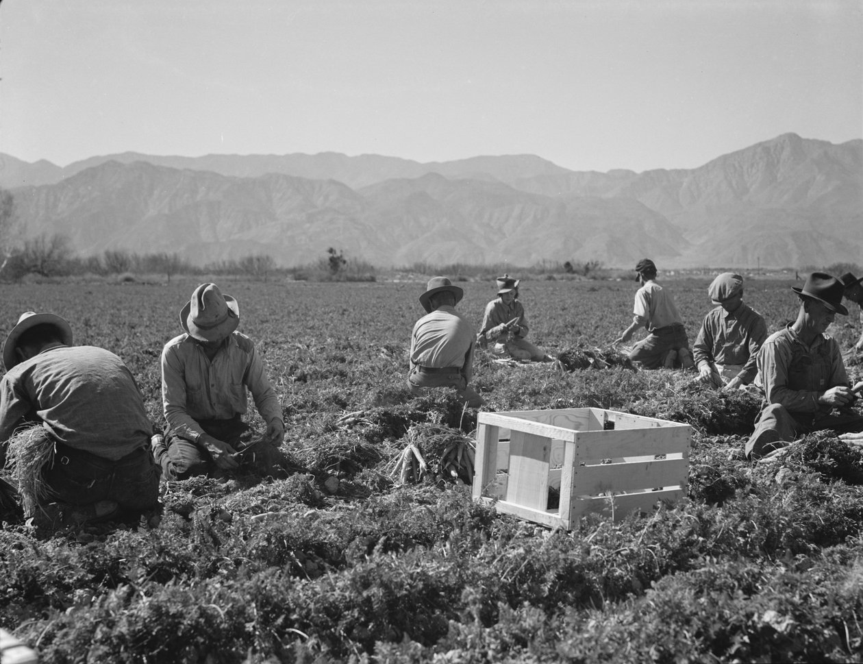 Arrancadores de cenouras do Texas, Oklahoma, Missouri, Arkansas e México, Califórnia de Dorothea Lange