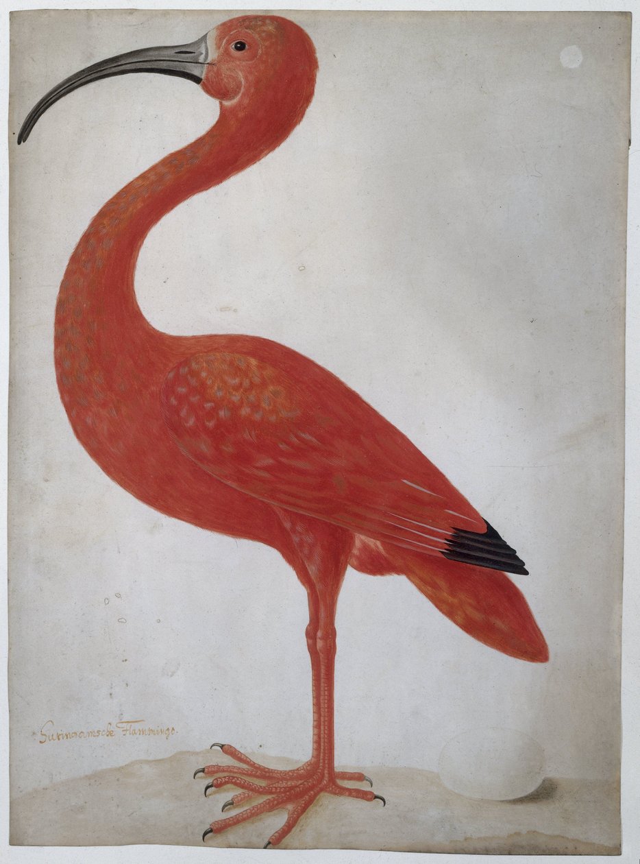 Íbis escarlate com um ovo
Íbis escarlate de Dorothea Maria Gsell (attributed to)