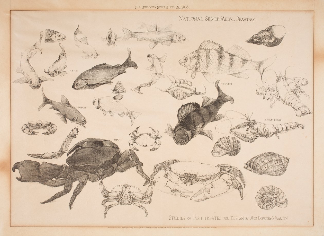 Estudos de Peixes Tratados para Desenho de Dorothy Martin
