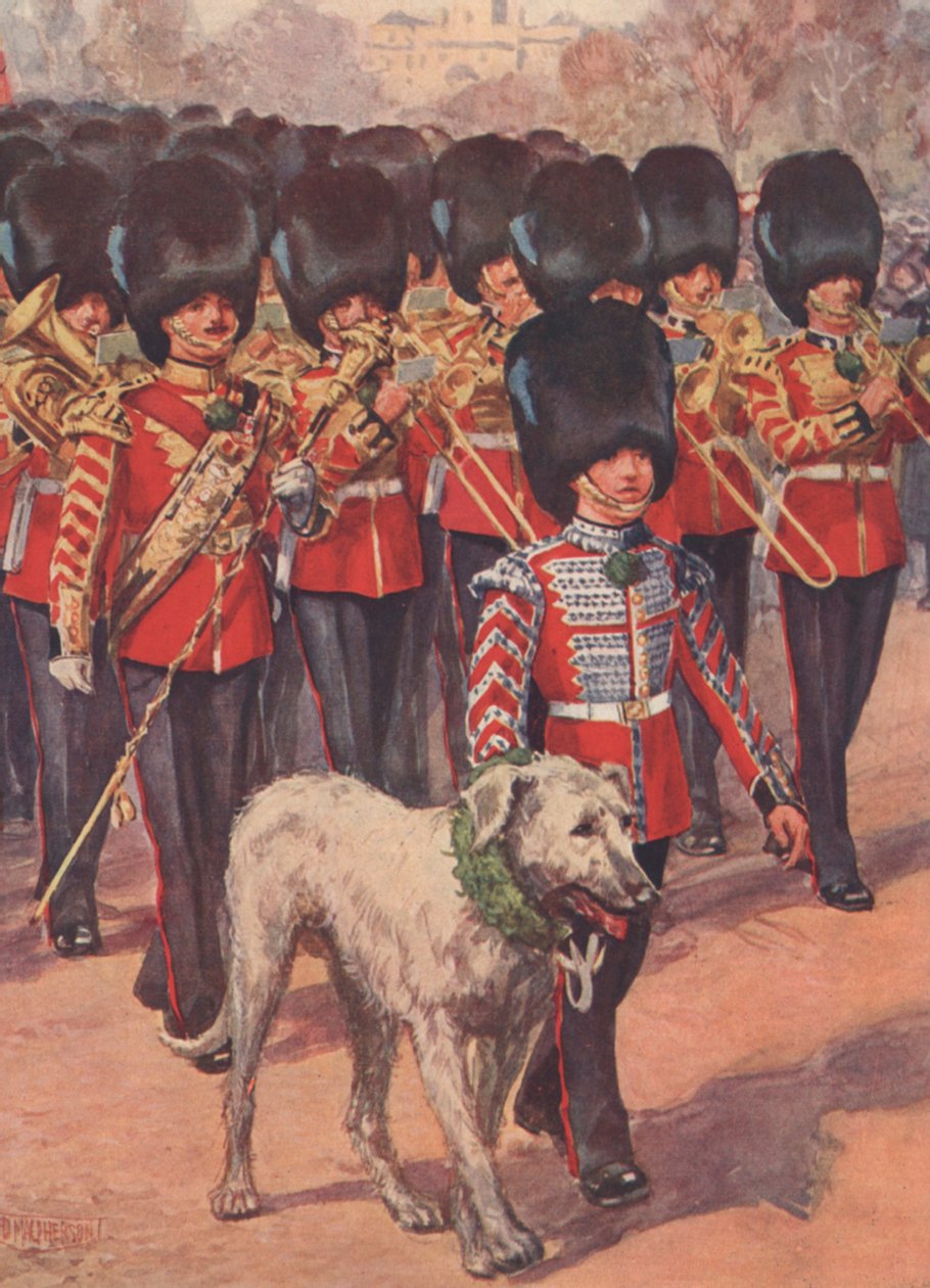 A banda e mascote wolfhound da Guarda Irlandesa vestindo o trevo no Dia de São Patrício (lito colorido) de Douglas (after) Macpherson