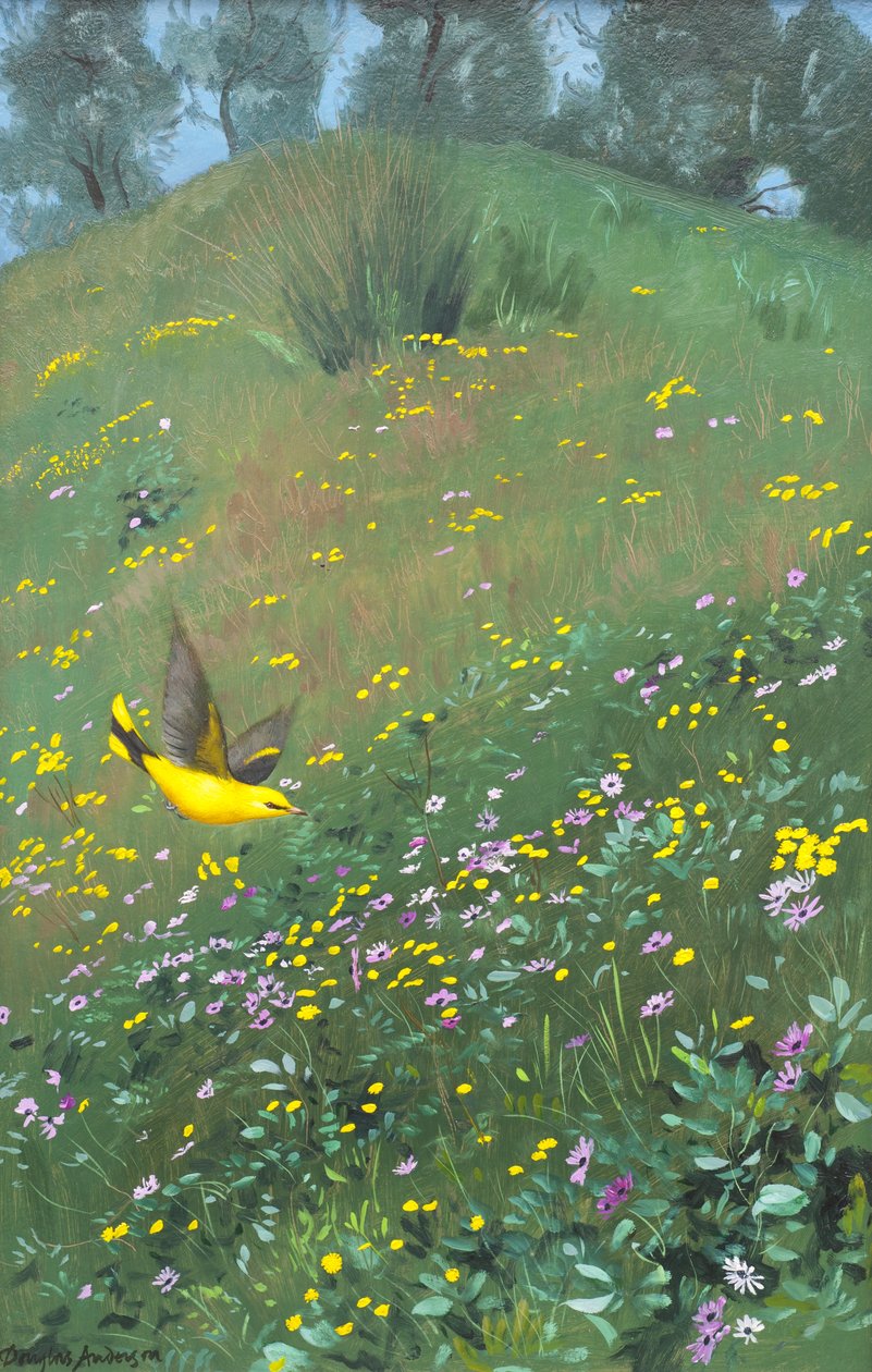 Oriel dourado nas flores da primavera de Douglas Anderson