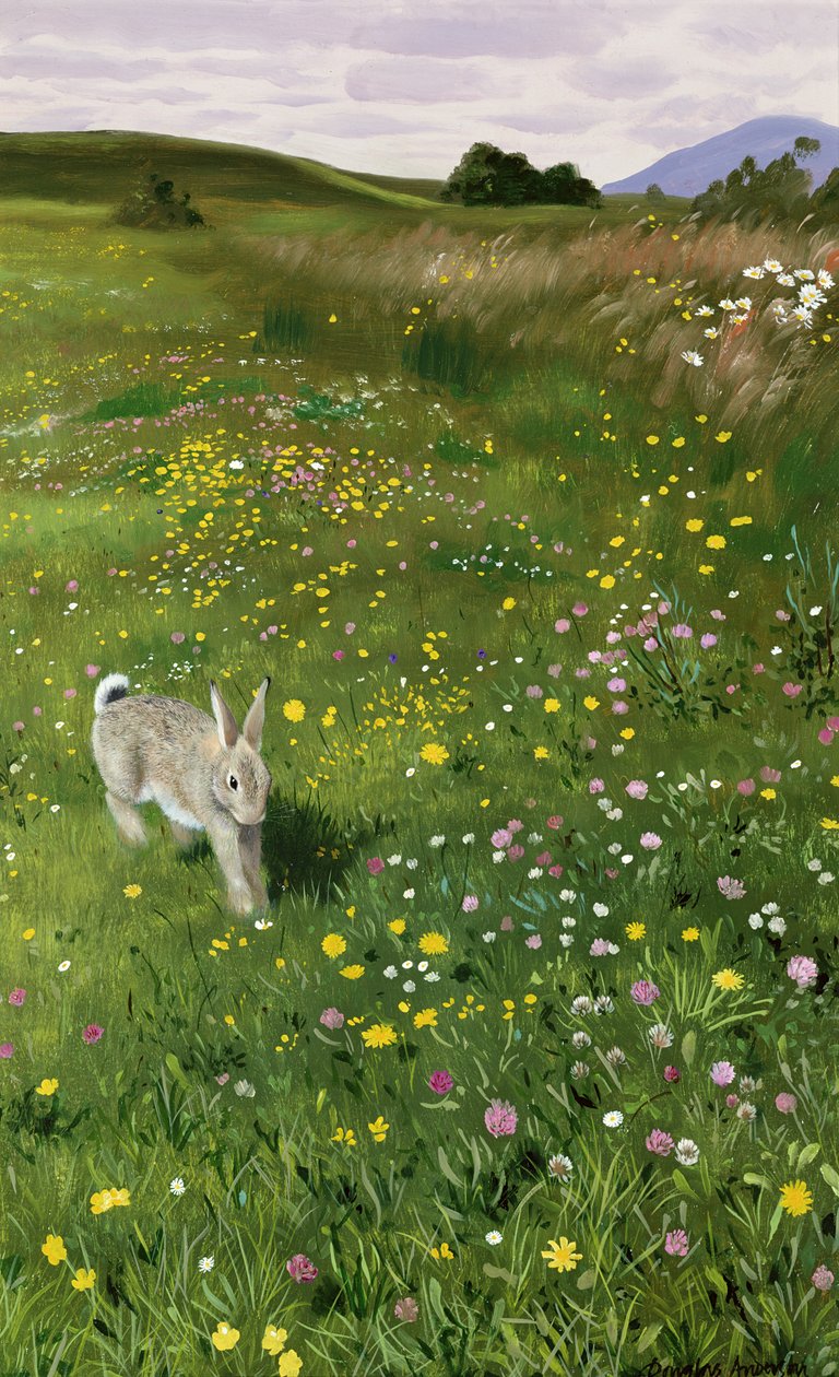 Lebre em flores da primavera de Douglas Anderson
