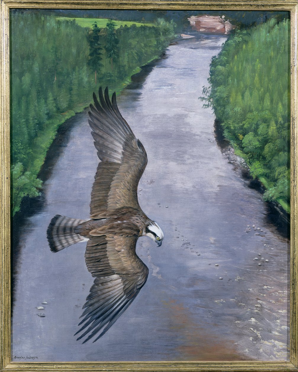 Pesca de águia-pesqueira de Douglas Anderson