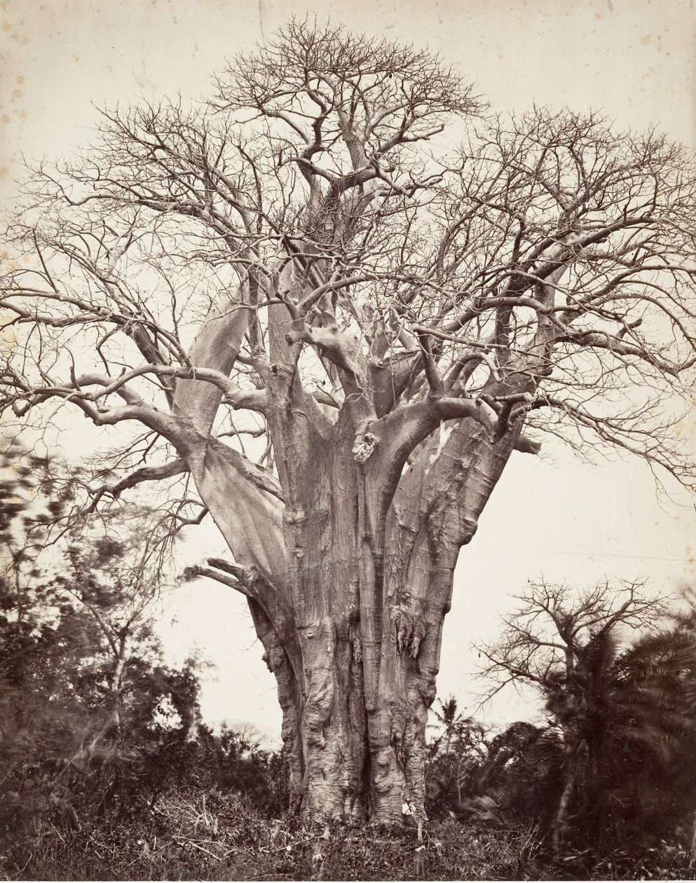 Baobá em Moheli, 1863. de Désiré Charnay