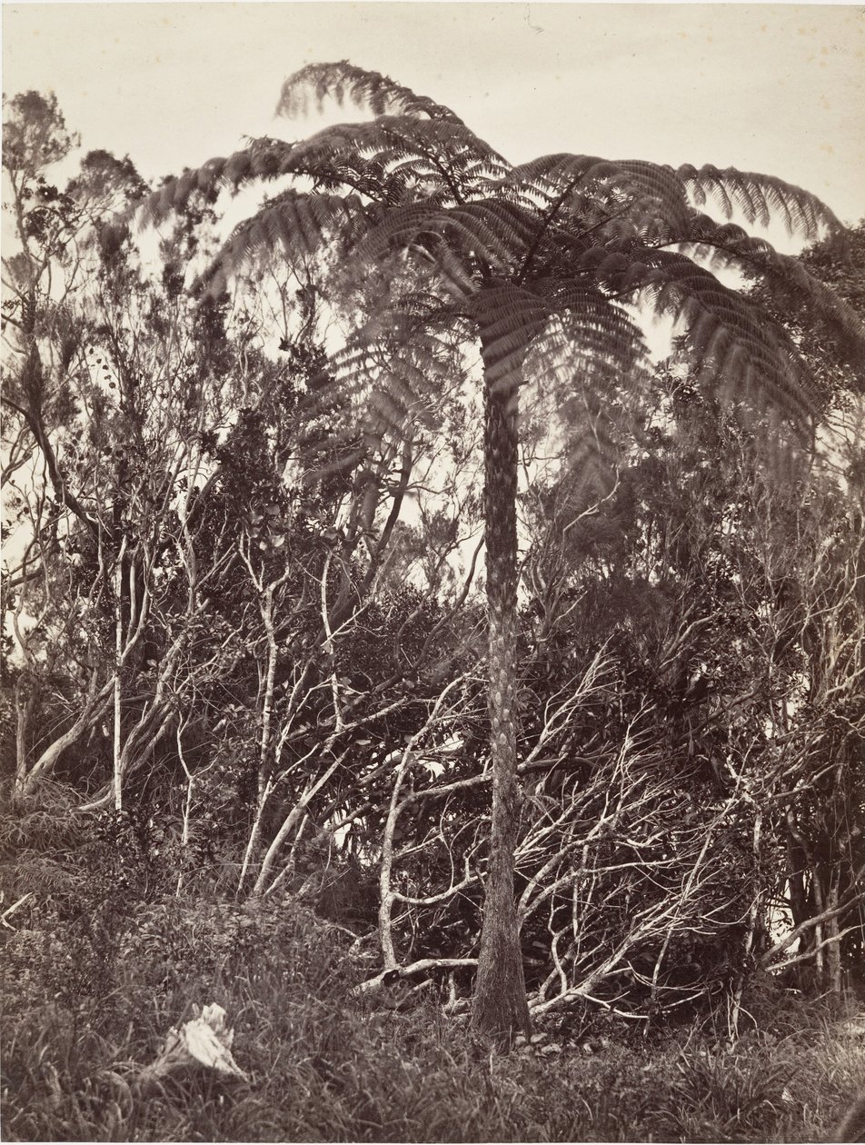 Floresta. de Désiré Charnay