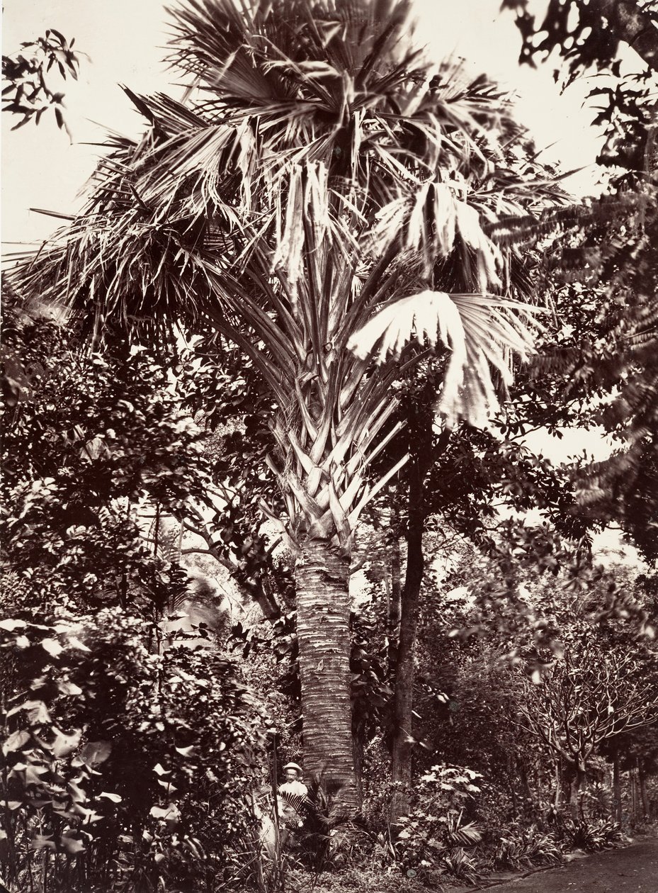 Grande Lataneiro, 1863. de Désiré Charnay
