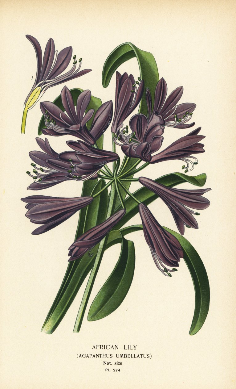 Nenúfar africano, Agapanthus africanus (Agapanthus umbellatus). Cromolitografia a partir de uma ilustração de Desire Bois de Edward Step
