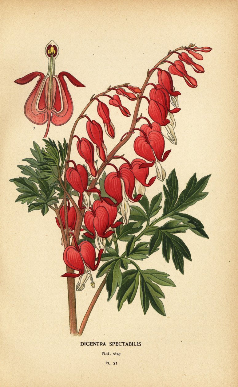 Coração sangrando asiático, Lamprocapnos spectabilis. de Désiré Georges Jean Marie Bois