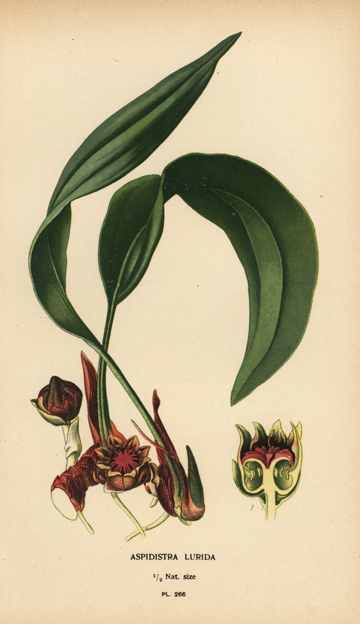 Aspidistra lurida. Cromolitografia de uma ilustração de Desire Bois de Edward Step