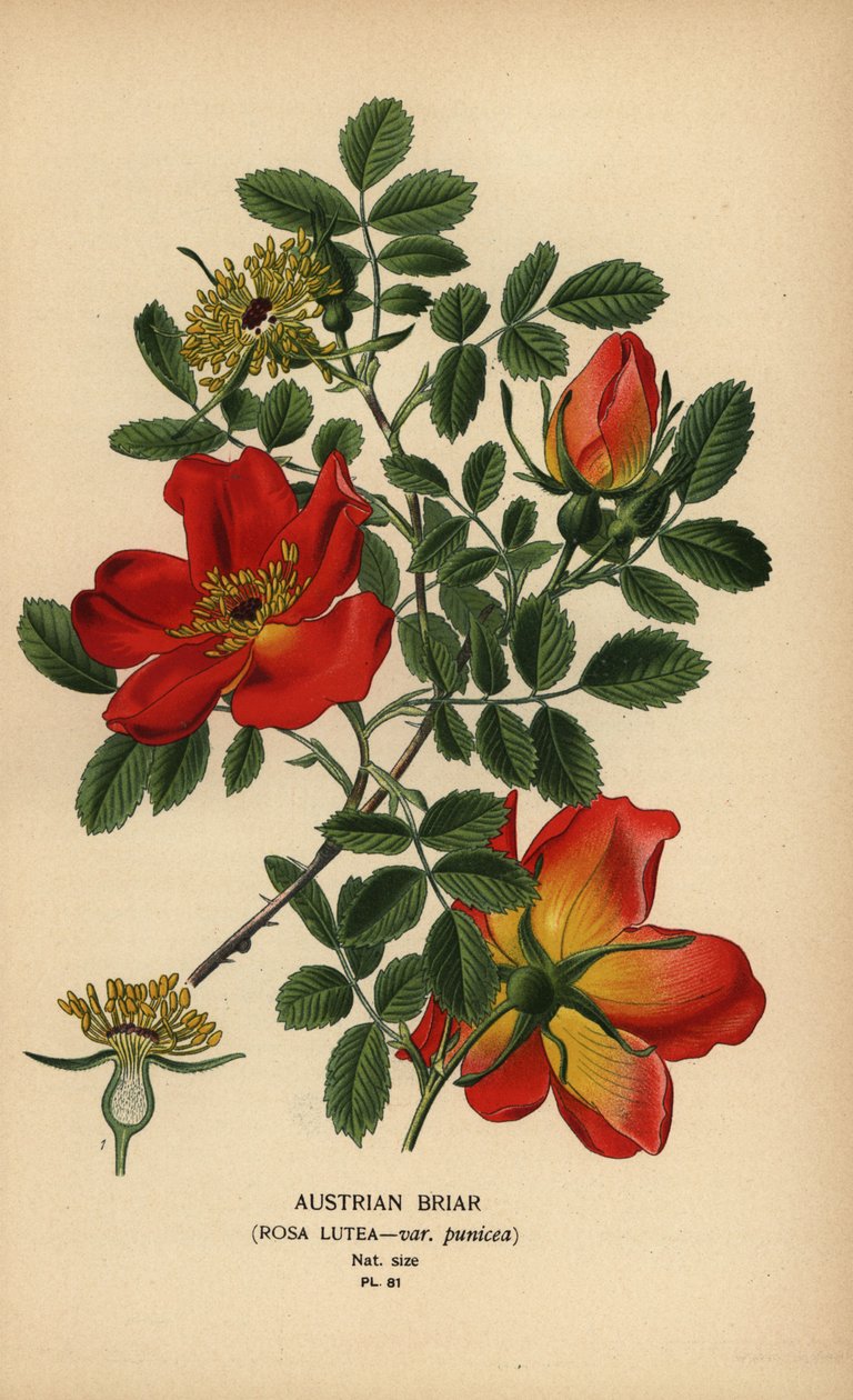 Rosa briar austríaca, Rosa lutea var. punicea. de Désiré Georges Jean Marie Bois