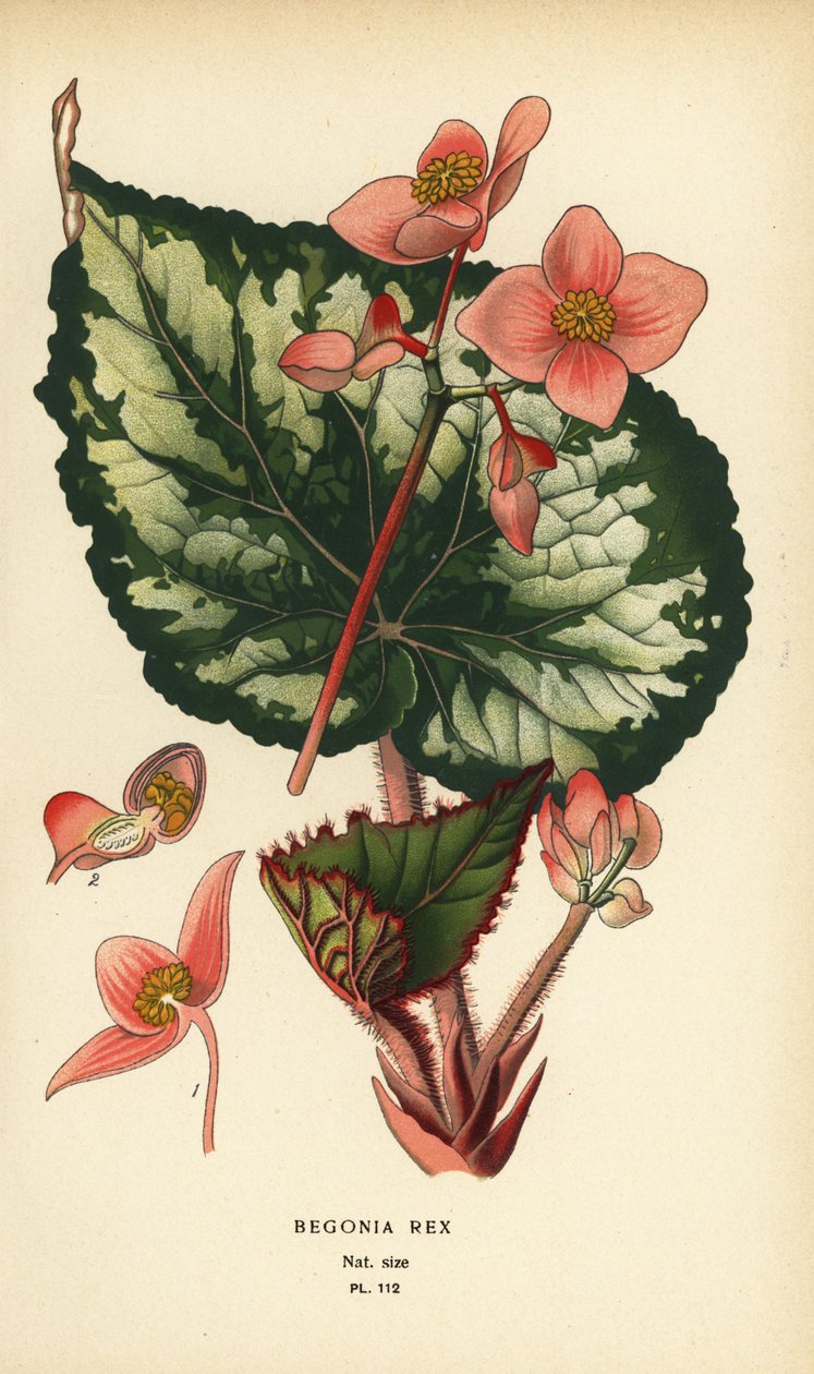 Begonia rex. de Désiré Georges Jean Marie Bois
