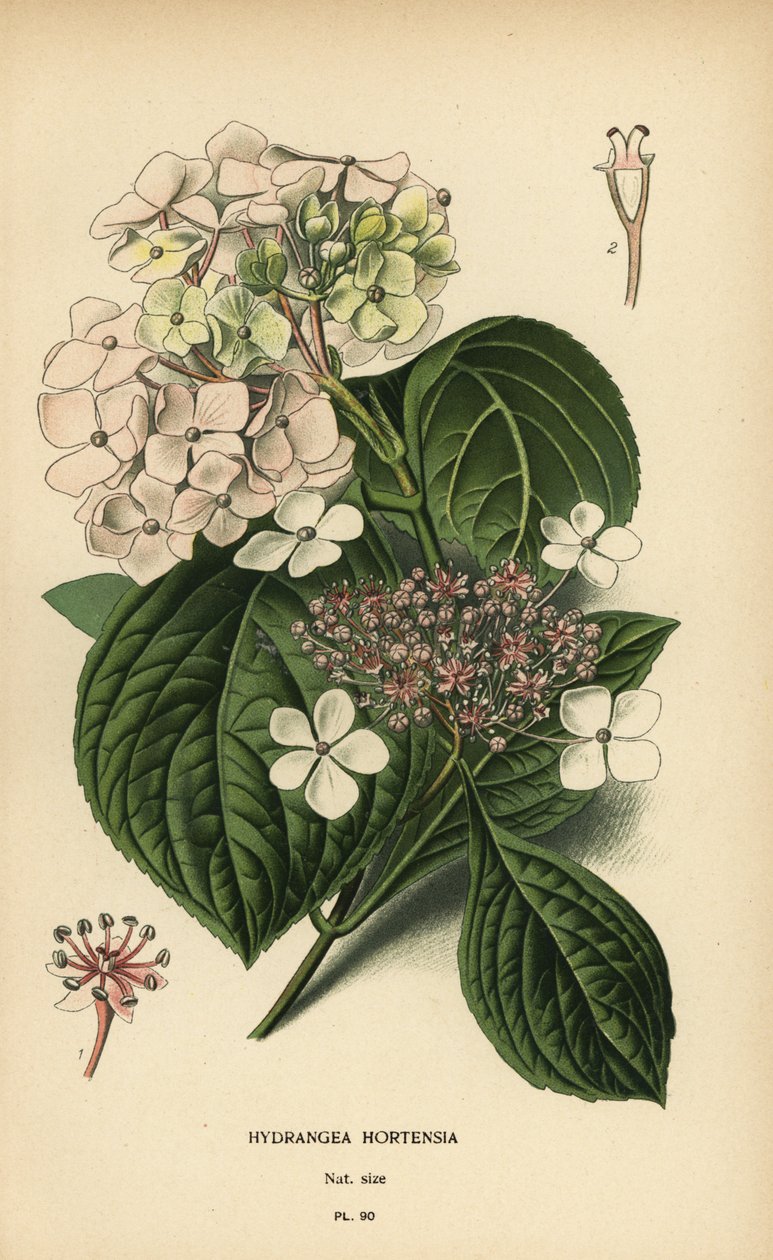 Hortênsia Bigleaf, Hydrangea macrophylla. de Désiré Georges Jean Marie Bois