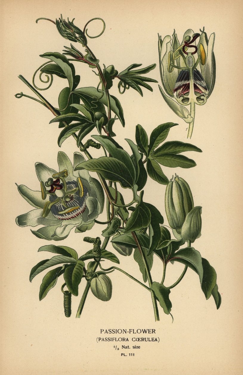Maracujá azul, Passiflora caerulea. de Désiré Georges Jean Marie Bois