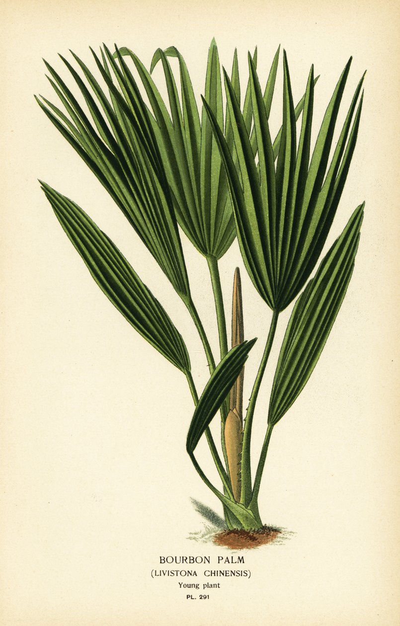 Palmeira Bourbon ou palmeira chinesa, Livistona chinensis. Cromolitografia de uma ilustração de Desire Bois de Edward Step