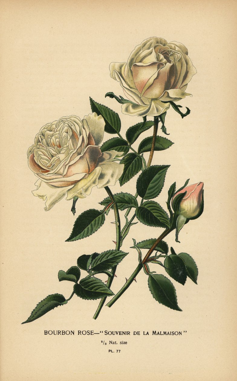 Rosa Bourbon, Souvenir de la Malmasion. de Désiré Georges Jean Marie Bois