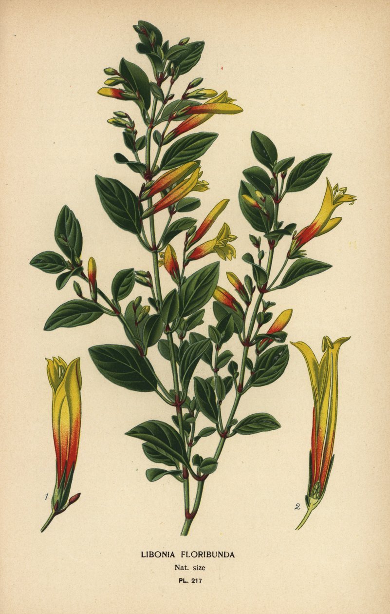 Fúcsia brasileira, Justicia floribunda (Libonia floribunda). Cromolitografia a partir de uma ilustração de Desire Bois de Edward Step