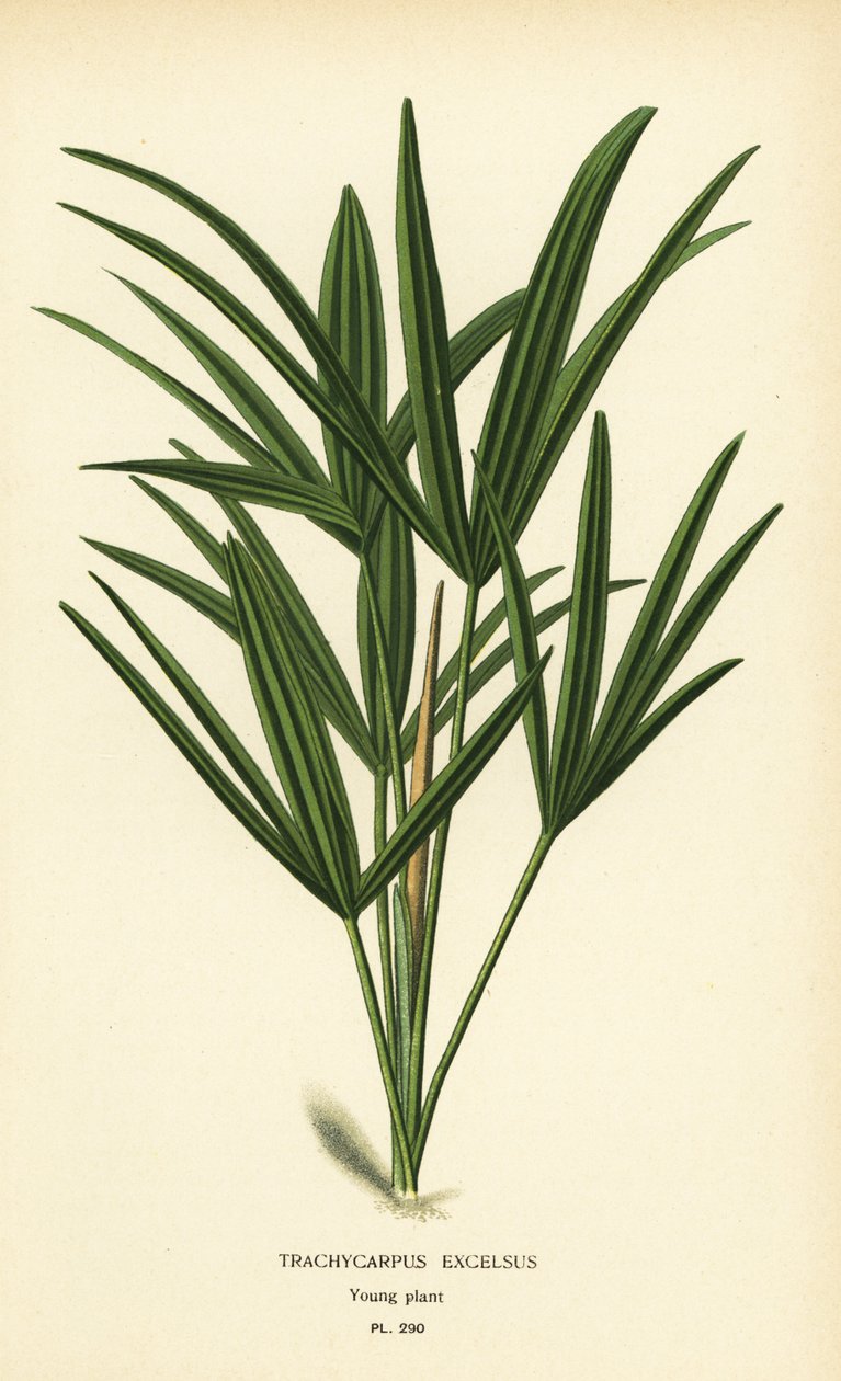 Palma de senhora de folha larga ou palma de bambu, Rhapis excelsa (Trachycarpus excelsus). Cromolitografia a partir de uma ilustração de Desire Bois de Edward Step