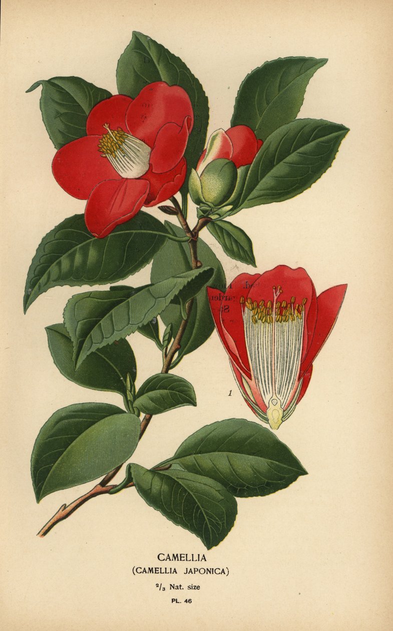 Camellia, Camellia japonica. de Désiré Georges Jean Marie Bois