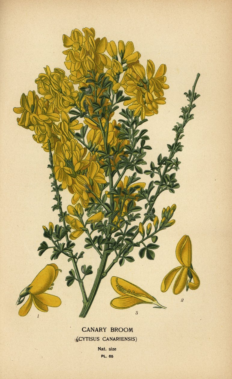 Vassoura de canário, Genista canariensis. de Désiré Georges Jean Marie Bois
