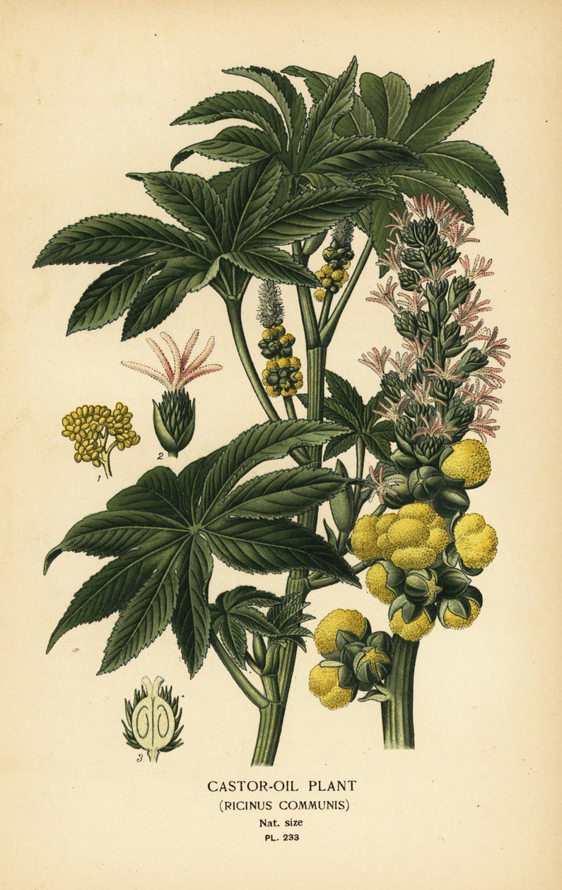 Planta de mamona, Ricinus communis. Cromolitografia de uma ilustração de Desire Bois de Edward Step