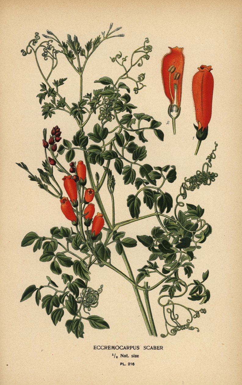 Glória-flor chilena, Eccremocarpus scaber. de Désiré Georges Jean Marie Bois