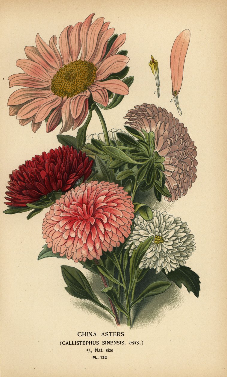 Variedades de áster da China, Callistephus x sinensis. de Désiré Georges Jean Marie Bois