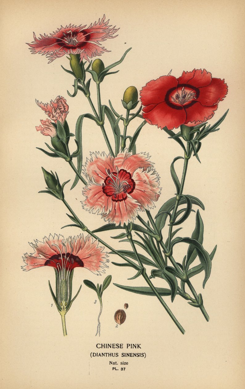 Rosa chinesa, Dianthus chinensis. de Désiré Georges Jean Marie Bois