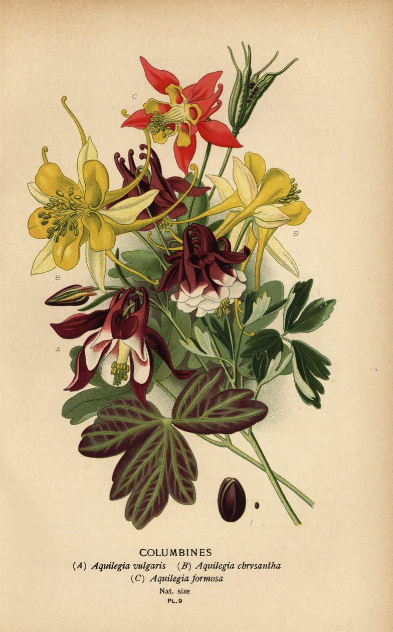 Columbines, espécie Aquilegia. de Désiré Georges Jean Marie Bois