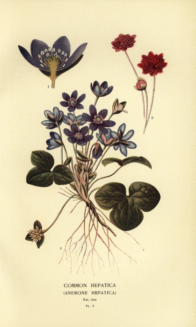 Hepática comum, Anêmona hepática. de Désiré Georges Jean Marie Bois