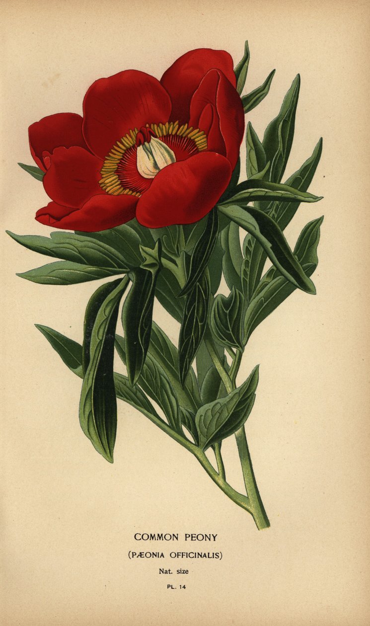 Peônia comum, Paeonia officinalis. de Désiré Georges Jean Marie Bois