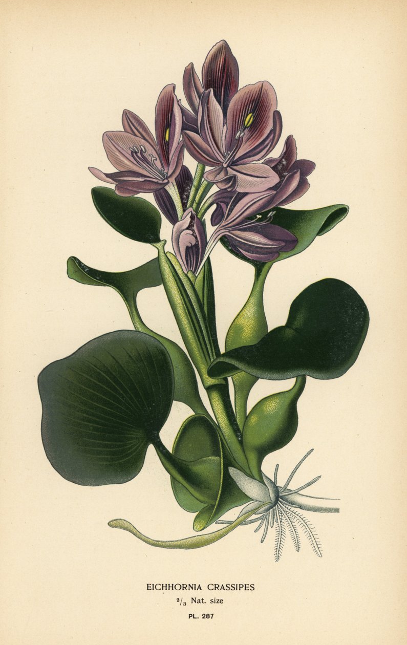 Jacinto de água comum, Eichhornia crassipes. Cromolitografia de uma ilustração de Desire Bois de Edward Step