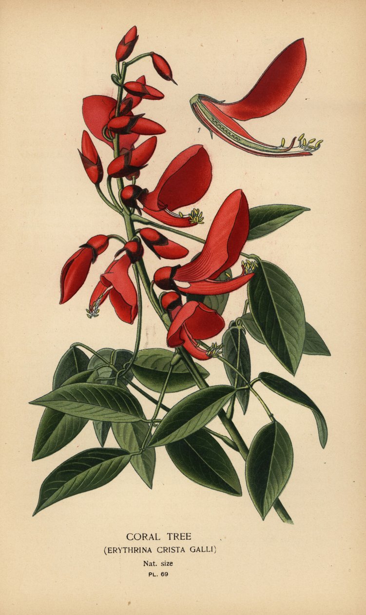 Árvore coral, Erythrina crista-galli. de Désiré Georges Jean Marie Bois