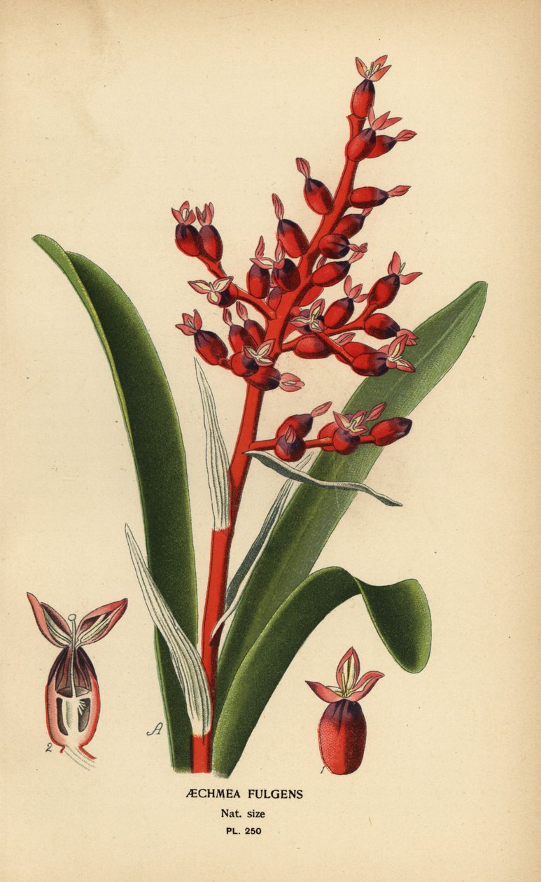 Coralberry, Aechmea fulgens. Cromolitografia a partir de uma ilustração de Desire Bois de Edward Step