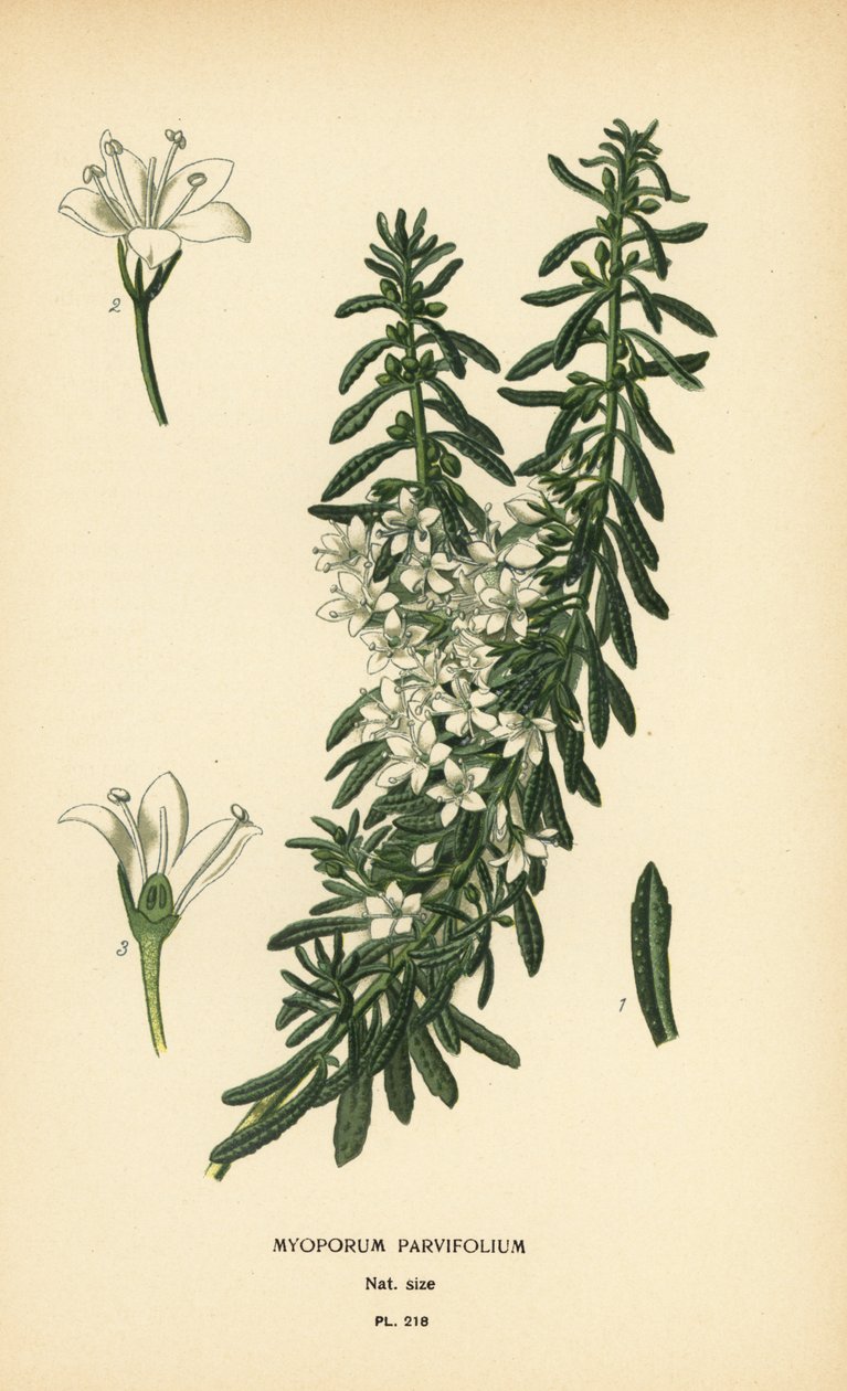 Boobialla rastejante, Myoporum parvifolium. Cromolitografia a partir de uma ilustração de Desire Bois de Edward Step