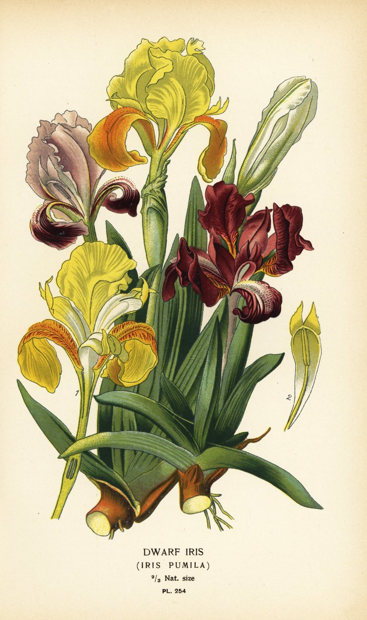 Íris anã, Iris pumila. Cromolitografia de uma ilustração de Desire Bois de Edward Step