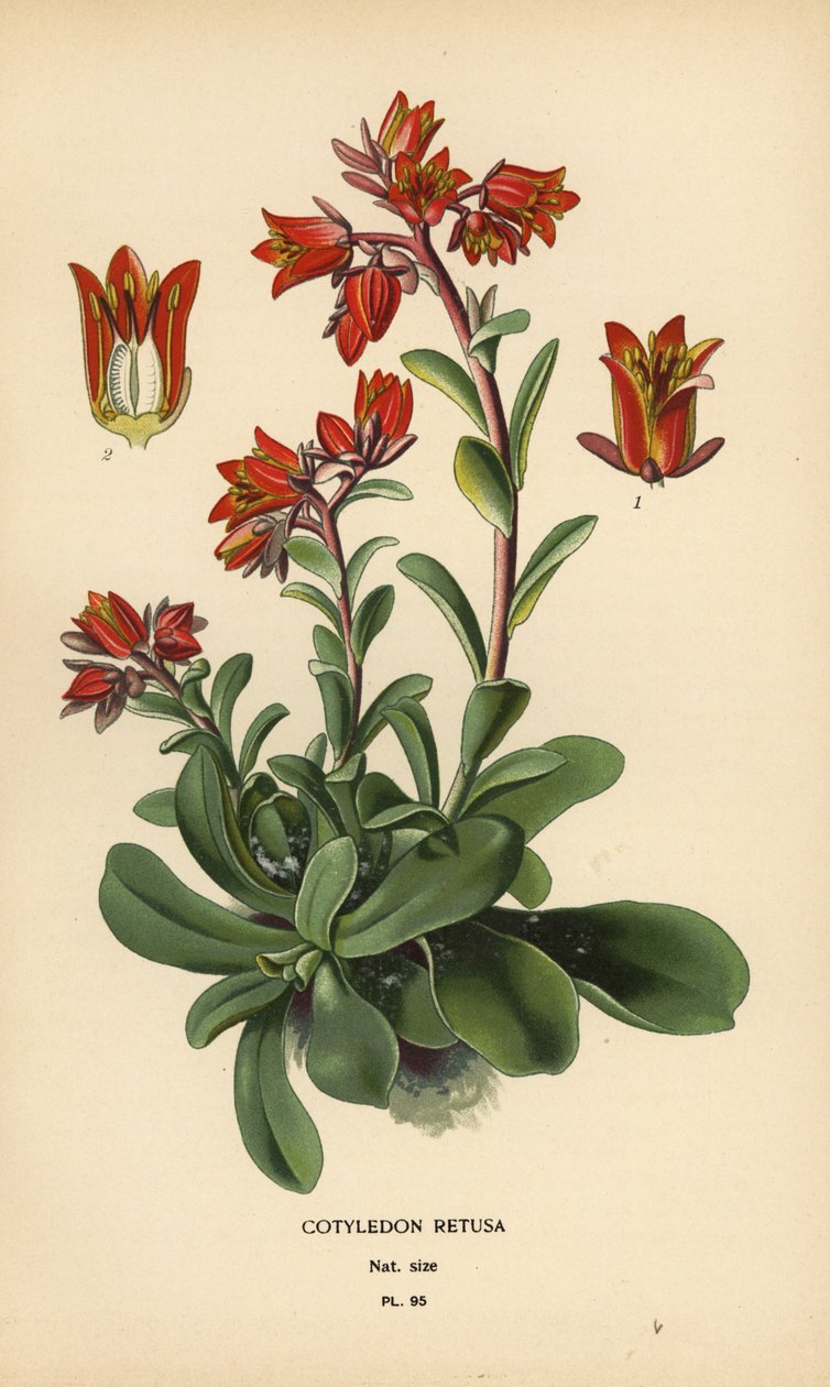 Echeveria fulgens. de Désiré Georges Jean Marie Bois