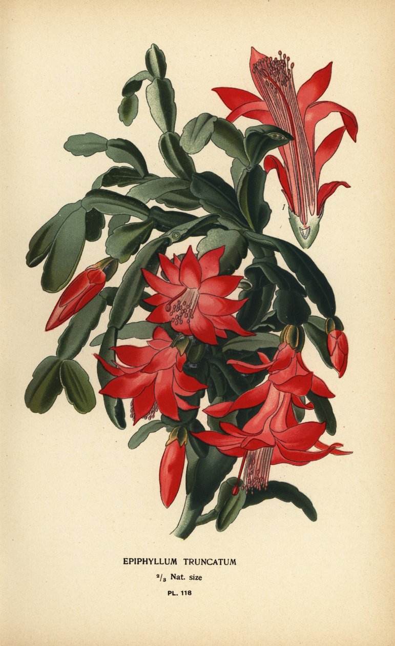Falso cacto de Natal, Schlumbergera truncata. de Désiré Georges Jean Marie Bois