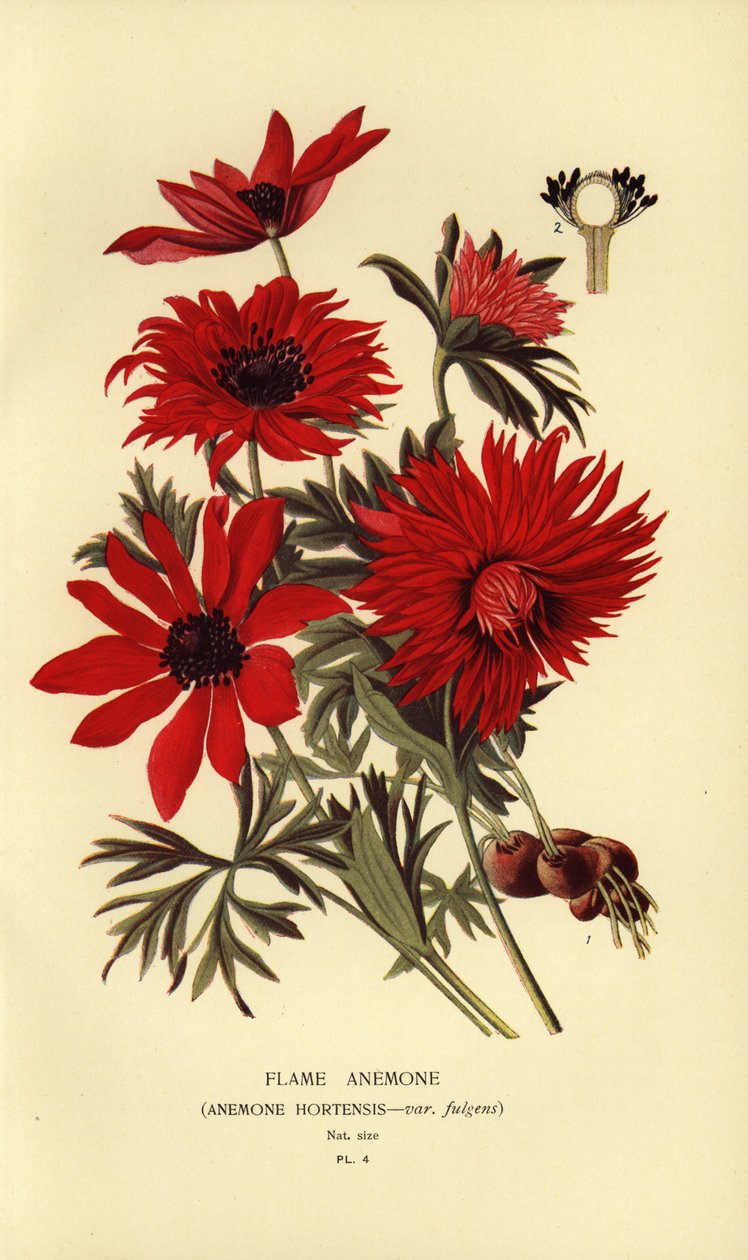 Anêmona de chama, Anemone hortensis. de Désiré Georges Jean Marie Bois