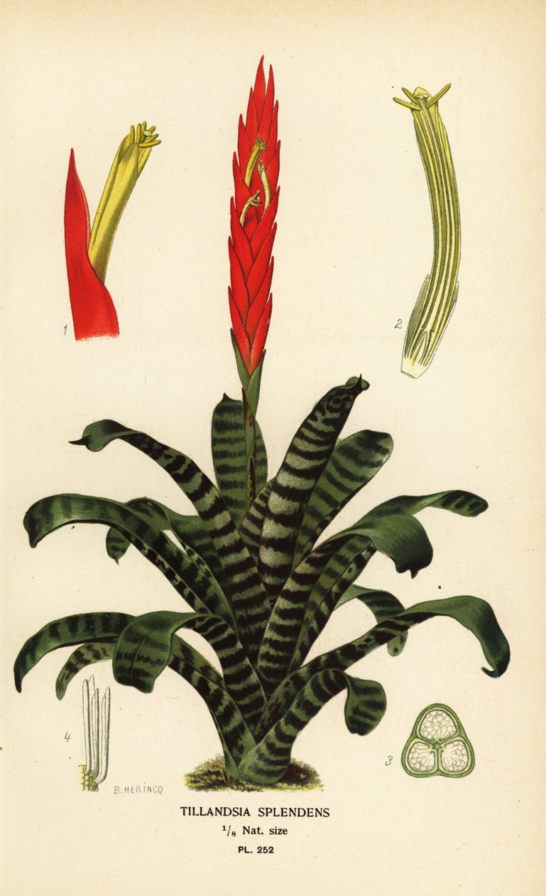 Espada flamejante, Vriesea splendens (Tillandsia splendens). Cromolitografia a partir de uma ilustração de B. Herincq de Edward Step