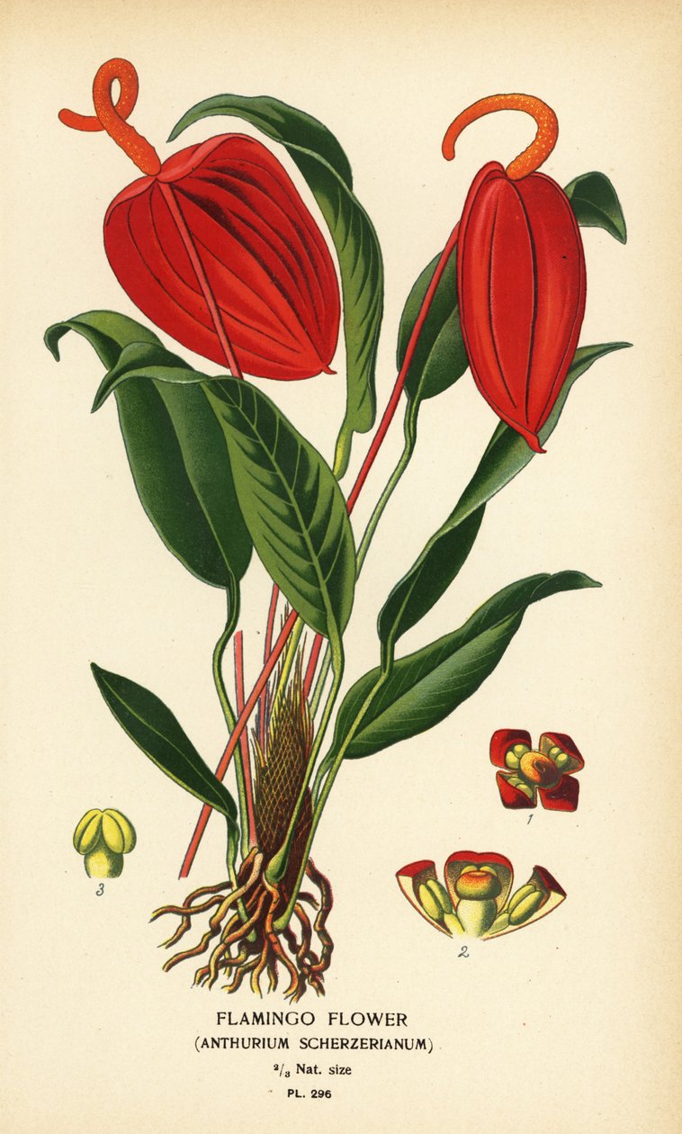 Flamingo flor, Anthurium scherzerianum. Cromolitografia a partir de uma ilustração de Desire Bois de Edward Step