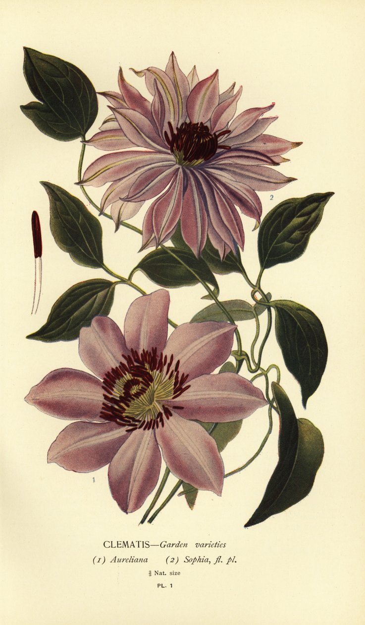 Variedades de jardim de clematite. de Désiré Georges Jean Marie Bois