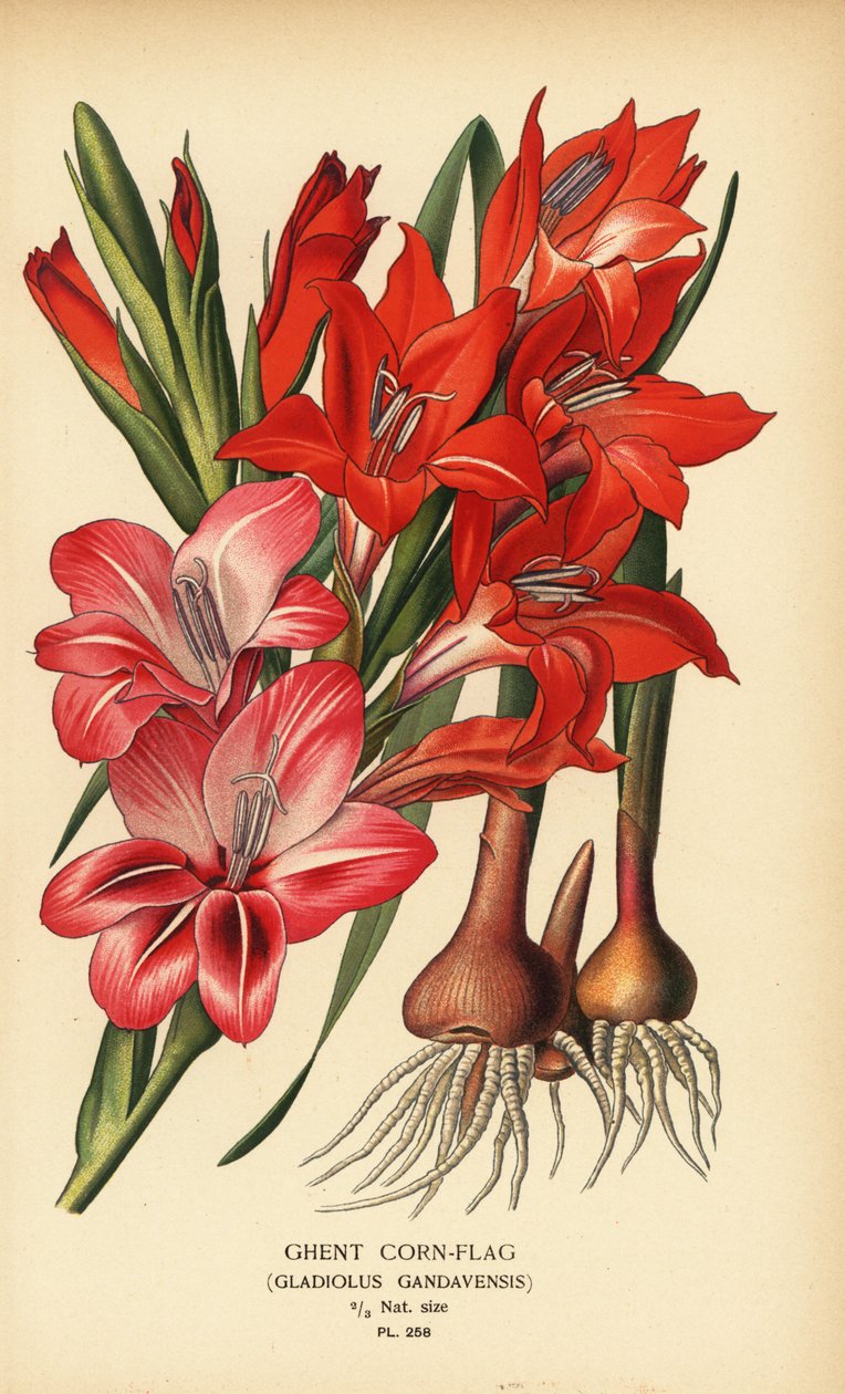 Ghent cornflag, Gladiolus x gandavensis. Cromolitografia de uma ilustração de Desire Bois de Edward Step