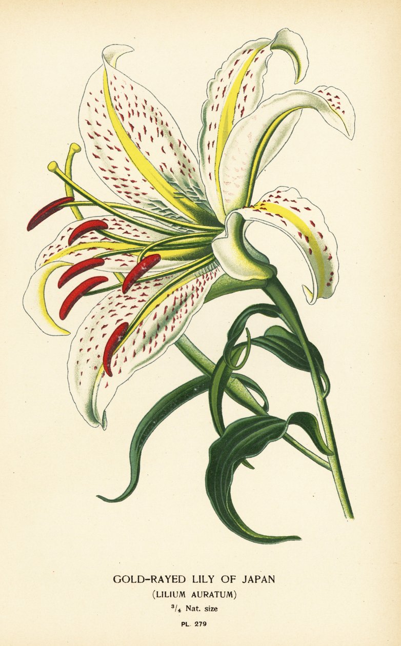 Lírio dourado do Japão ou yamayuri, Lilium auratum. Cromolitografia a partir de uma ilustração de Desire Bois de Edward Step