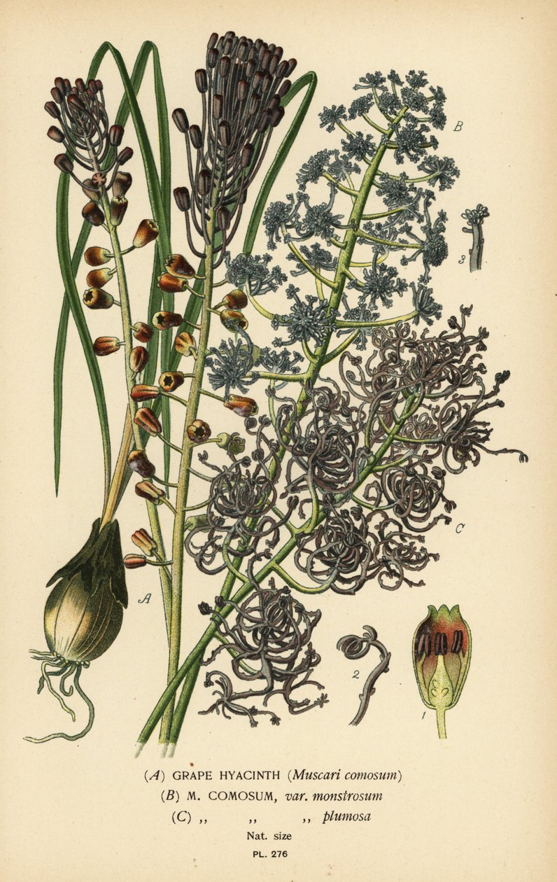 Jacinto da uva, Leopoldia comosa (Muscari comosum, var. monstrosum, var. plumosa). Cromolitografia a partir de uma ilustração de Desire Bois de Edward Step