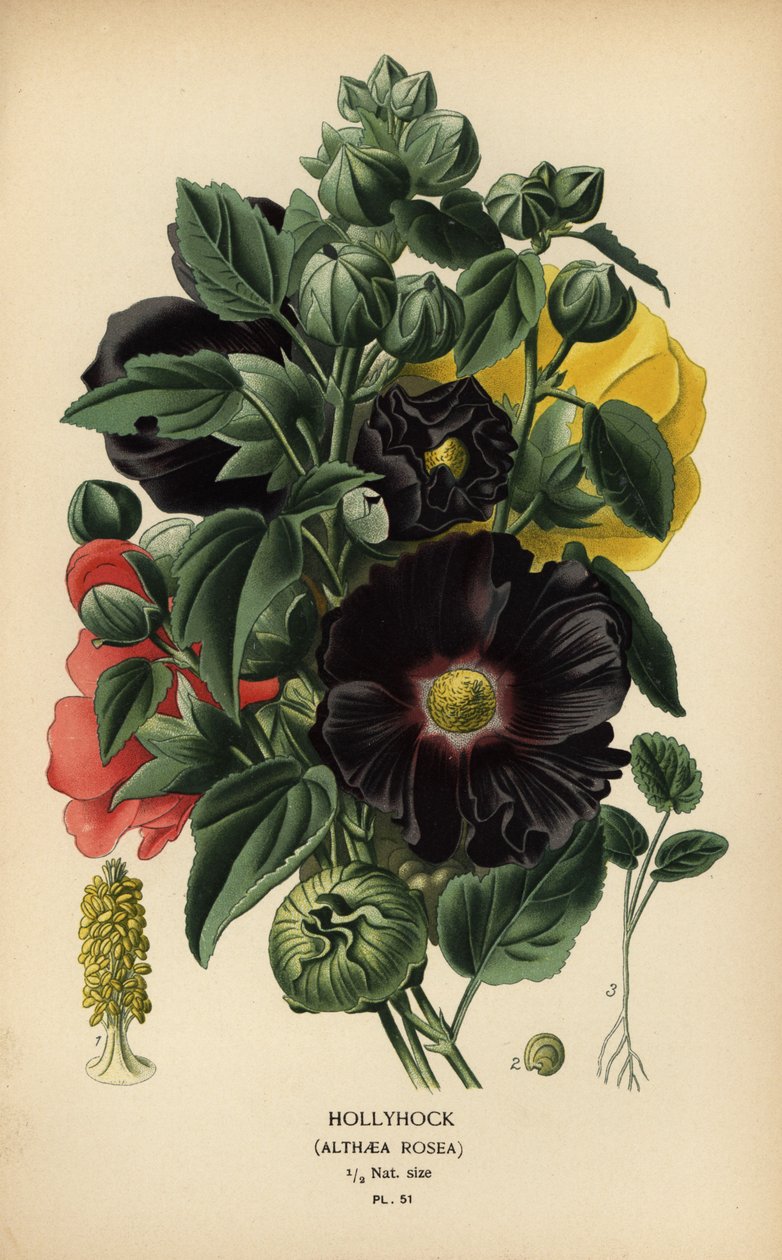 Hollyhock, Alcea rosea. de Désiré Georges Jean Marie Bois