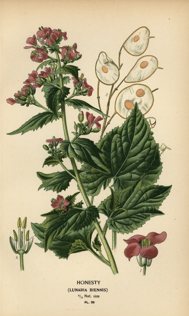Honestidade, Lunaria annua. de Désiré Georges Jean Marie Bois